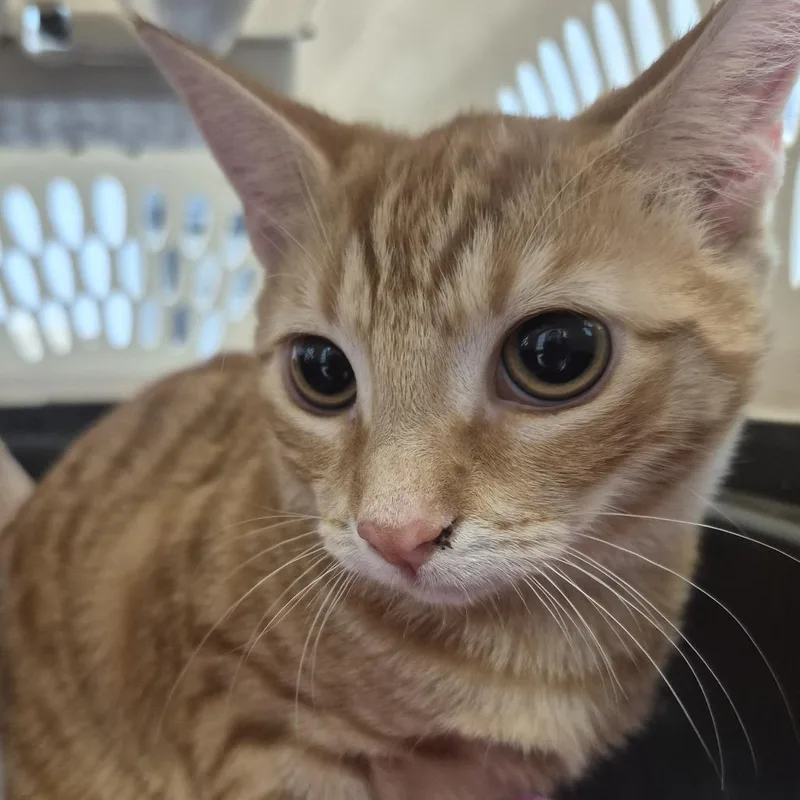 A baby medium-sized female Orange / Red Domestic Short Hair cat named Iona for adoption in Newark, NJ