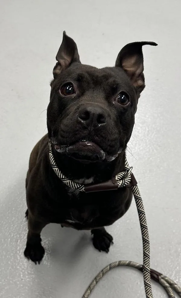 Pen D Piglet thumbnail 2