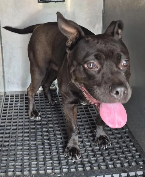 Pen D Piglet thumbnail 3