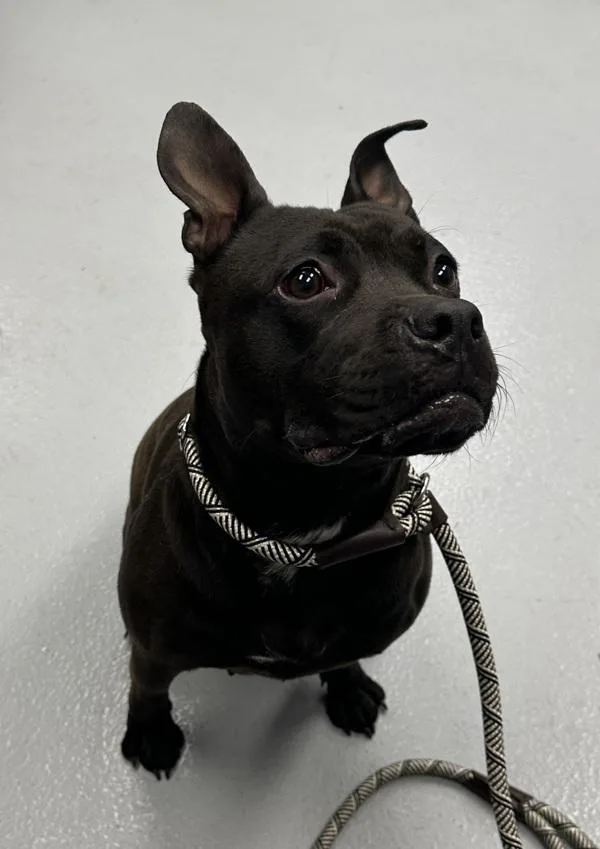 Pen D Piglet thumbnail 4