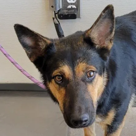 An adult medium-sized female Black Mixed Breed dog named 110344 for adoption in Las Cruces, NM