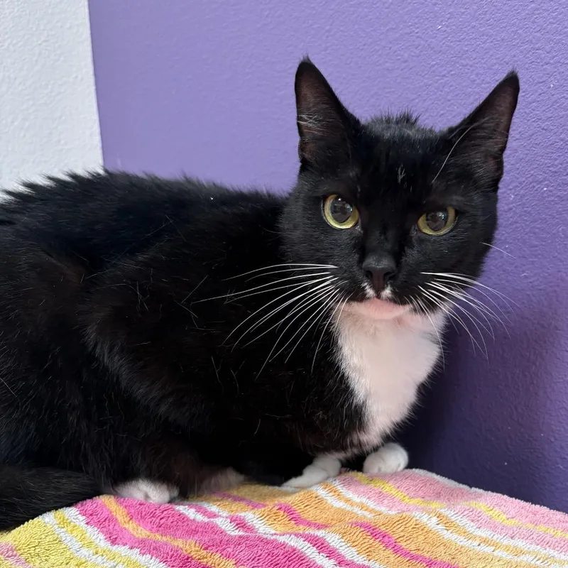 An adult large-sized male Black Domestic Short Hair cat named Ryuk for adoption in Englewood, FL