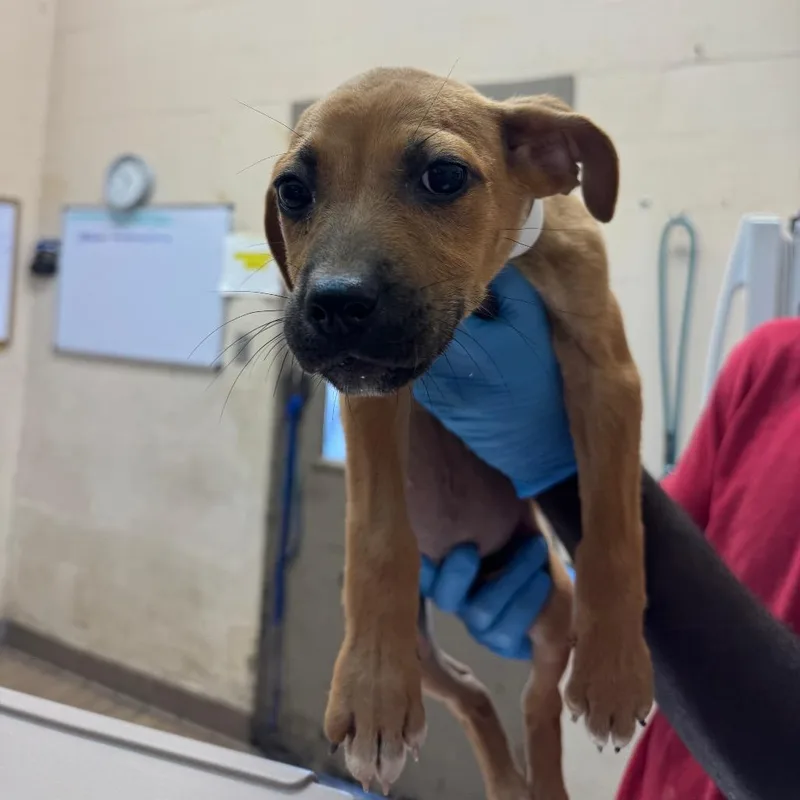 A baby small-sized female Brown / Chocolate Labrador Retriever dog named Dolana for adoption in Birmingham, AL