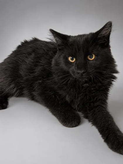 A young medium-sized male Domestic Long Hair cat named Oliver for adoption in Bowling Green, KY