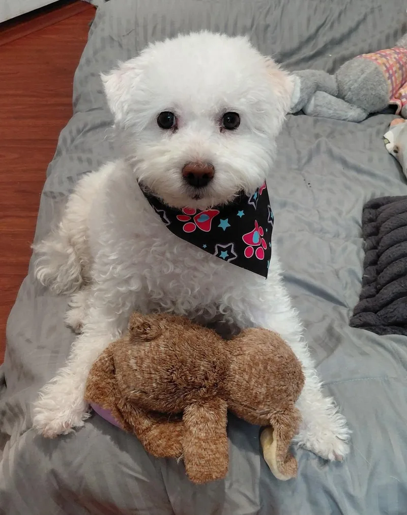 An adult small-sized female White / Cream Bichon Frise dog named Scarlett for adoption in Oakland, CA