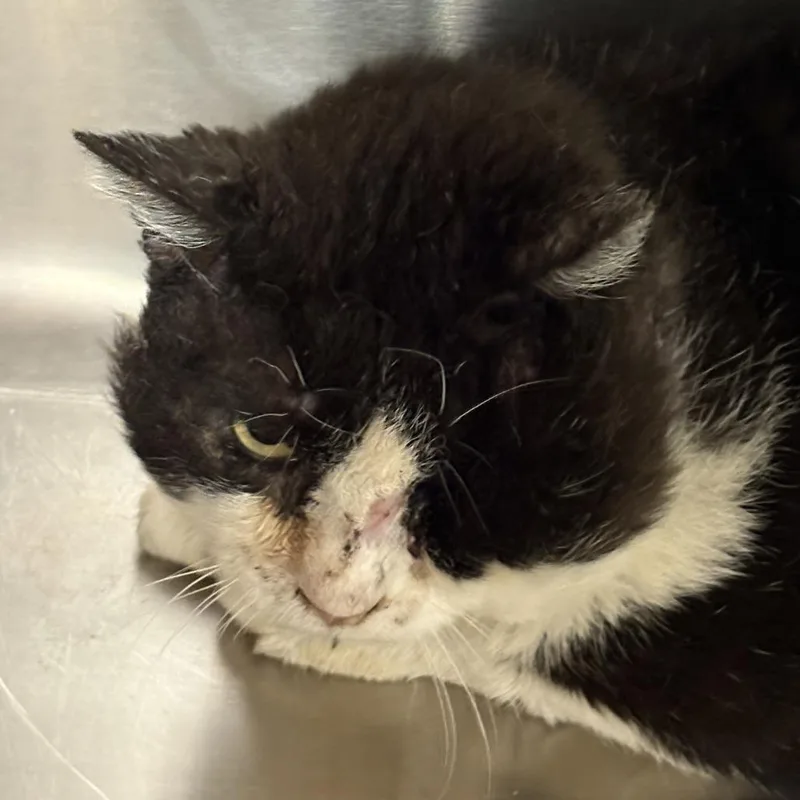 A senior medium-sized male Black Domestic Short Hair cat named Bok Choy for adoption in Salt Lake City, UT