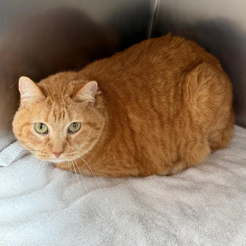 A senior large-sized female Domestic Short Hair cat named Fancy for adoption in Council Bluffs, IA