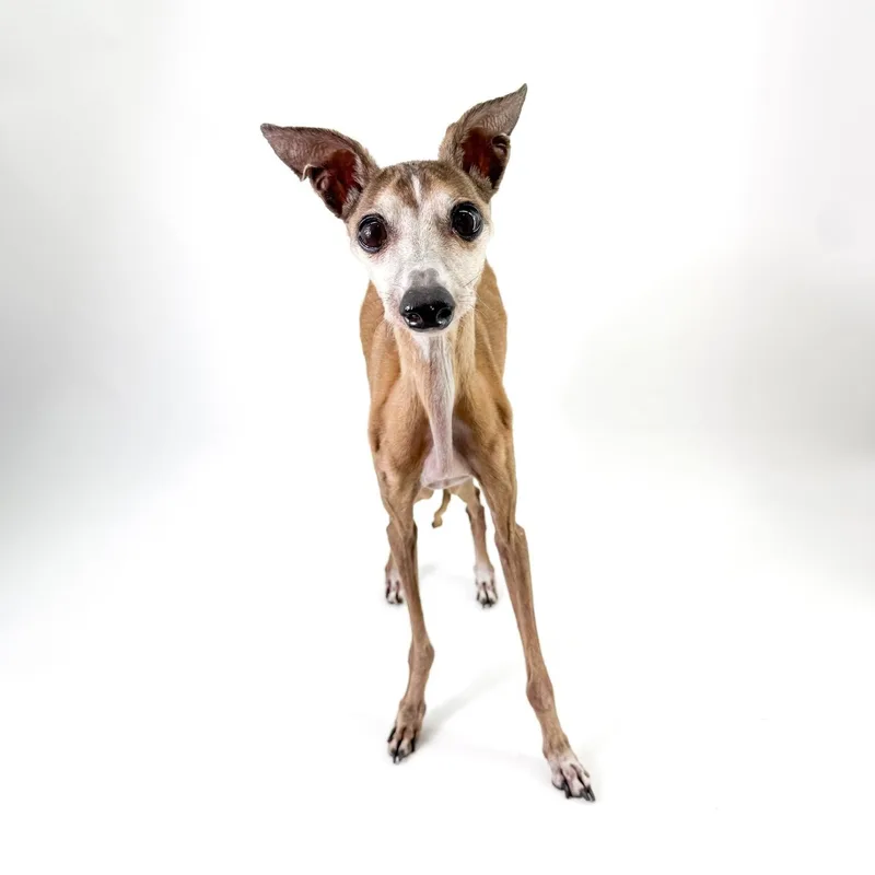 A senior small-sized male Golden Italian Greyhound dog named Thomas for adoption in Scottsdale, AZ