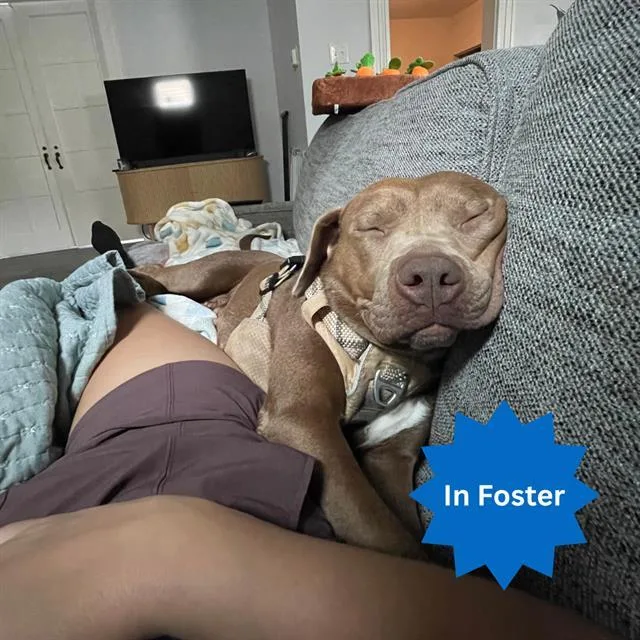An adult medium-sized female Pit Bull Terrier dog named Cinnamon for adoption in Indianapolis, IN