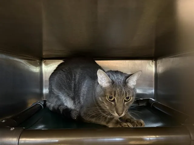 An adult medium-sized male Domestic Short Hair cat named Biscuit for adoption in Houston, TX