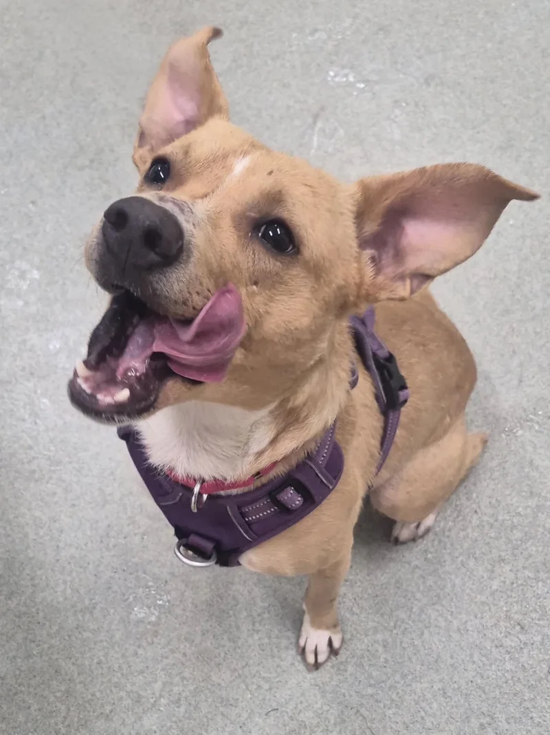 An adult medium-sized male Terrier dog named Zeus for adoption in Indiana, PA