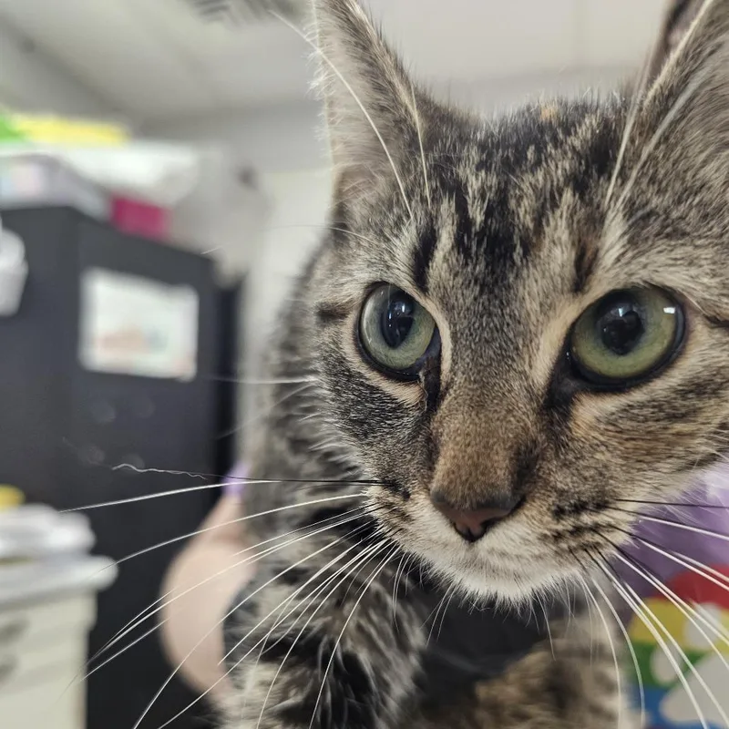 An adult medium-sized female Torbie Domestic Short Hair cat named Swallow Tail for adoption in Evansville, IN
