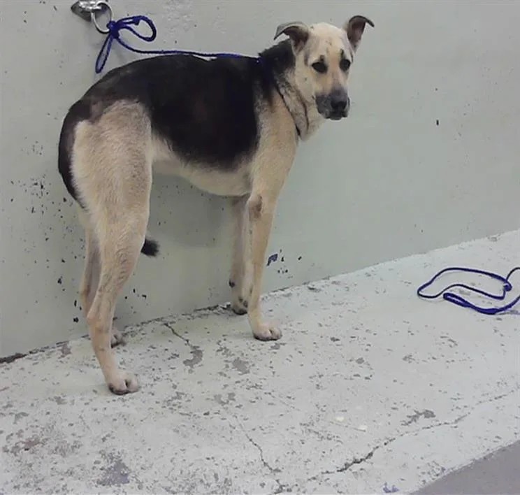 An adult small-sized male German Shepherd Dog dog named Toffee for adoption in Houston, TX