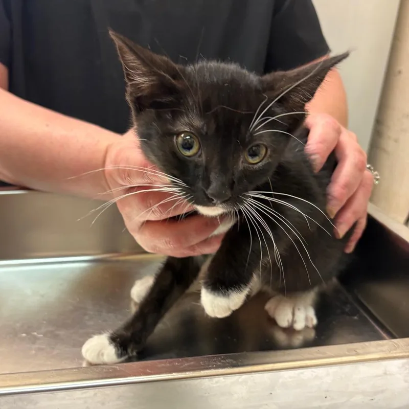 A baby small-sized female Black Domestic Short Hair cat named Clove for adoption in Birmingham, AL