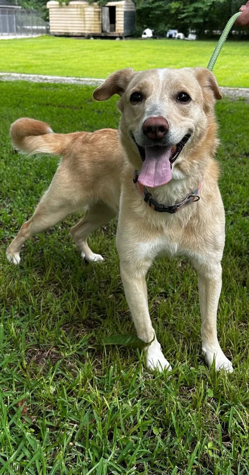 An adult medium-sized female Golden Retriever dog named Mosey for adoption in Panama City, FL