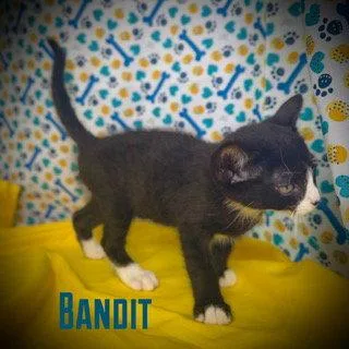 A young medium-sized male Black & White / Tuxedo Domestic Short Hair cat named Bandit for adoption in Pleasanton, TX