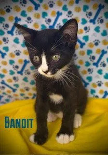 Bandit thumbnail 2
