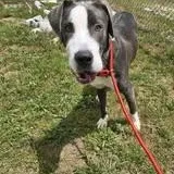 A young large-sized male Gray / Blue / Silver Mixed Breed dog named Dex for adoption in Defuniak Springs, FL