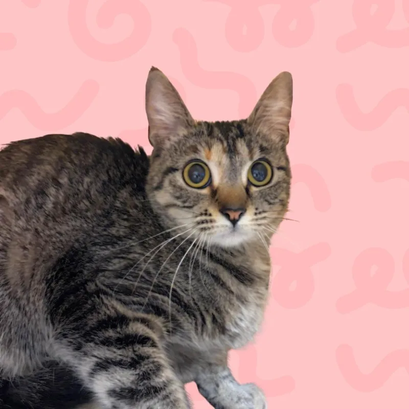 Rylee thumbnail 2