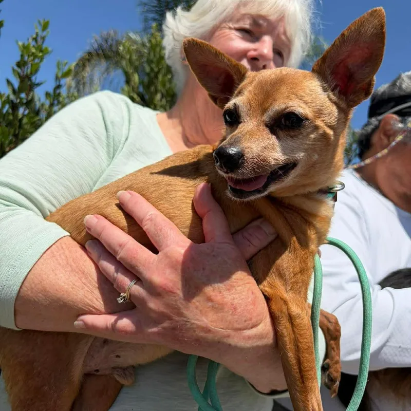 A senior small-sized male Red / Chestnut / Orange Chihuahua dog named Toffee for adoption in Ramona, CA