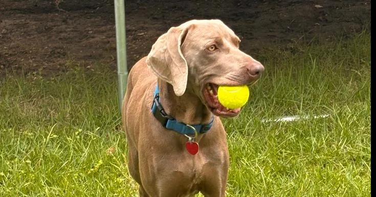 An adult large-sized male Gray / Blue / Silver Weimaraner dog named Hank for adoption in Dallas, TX
