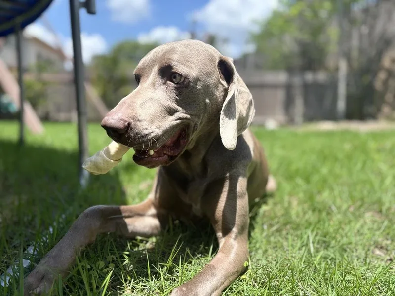 Hank thumbnail 2
