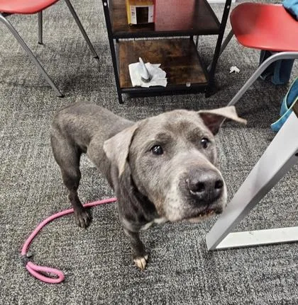 An adult medium-sized male Mixed Breed dog named Alfred for adoption in West Chester, PA