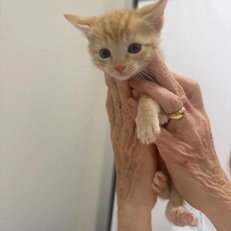A baby small-sized female Orange / Red Domestic Short Hair cat named Hilda for adoption in Chattanooga, TN