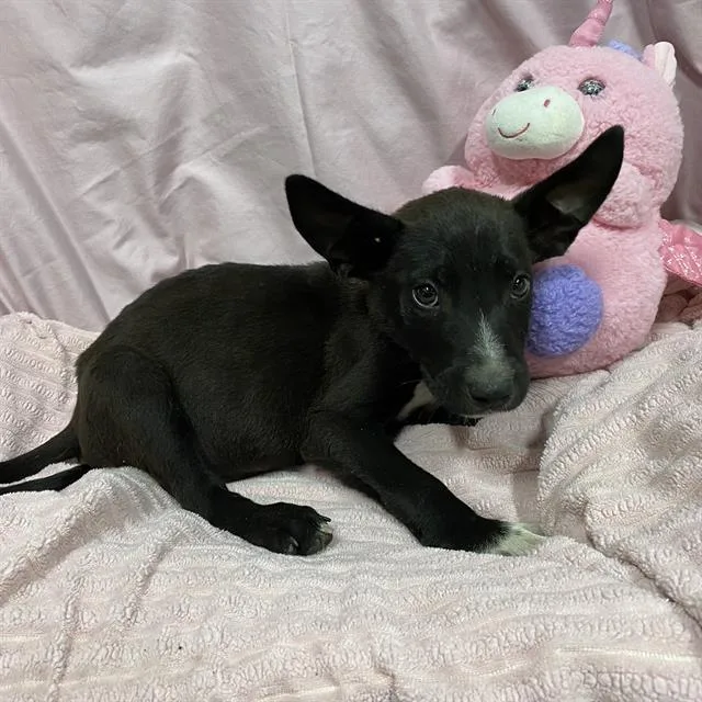 A baby small-sized male Border Collie dog named Polemos for adoption in Modesto, CA