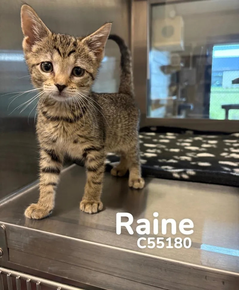 Raine