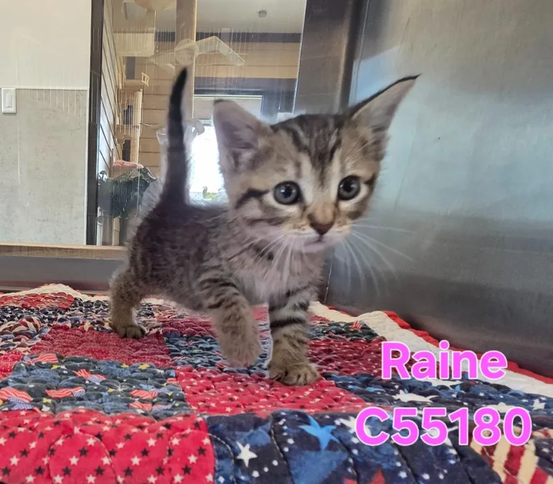 Raine thumbnail 2