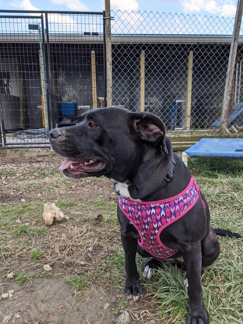 An adult large-sized female Black Mastiff dog named Clarice for adoption in Plain City, OH