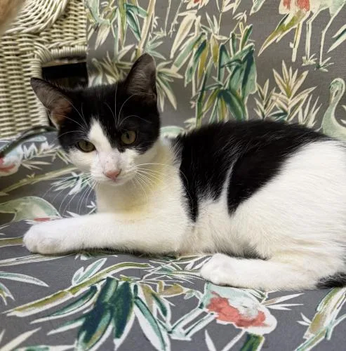 A young small-sized male Domestic Short Hair cat named Peppercorn and Nutmeg for adoption in Webster, MA