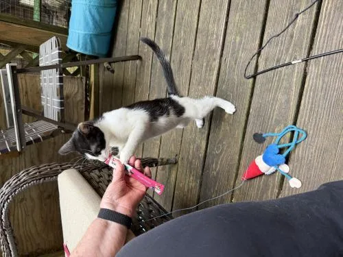 Peppercorn and Nutmeg thumbnail 3