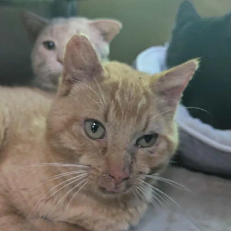 An adult small-sized male Orange / Red Domestic Short Hair cat named Lord Battleclaw for adoption in Huntsville, AR