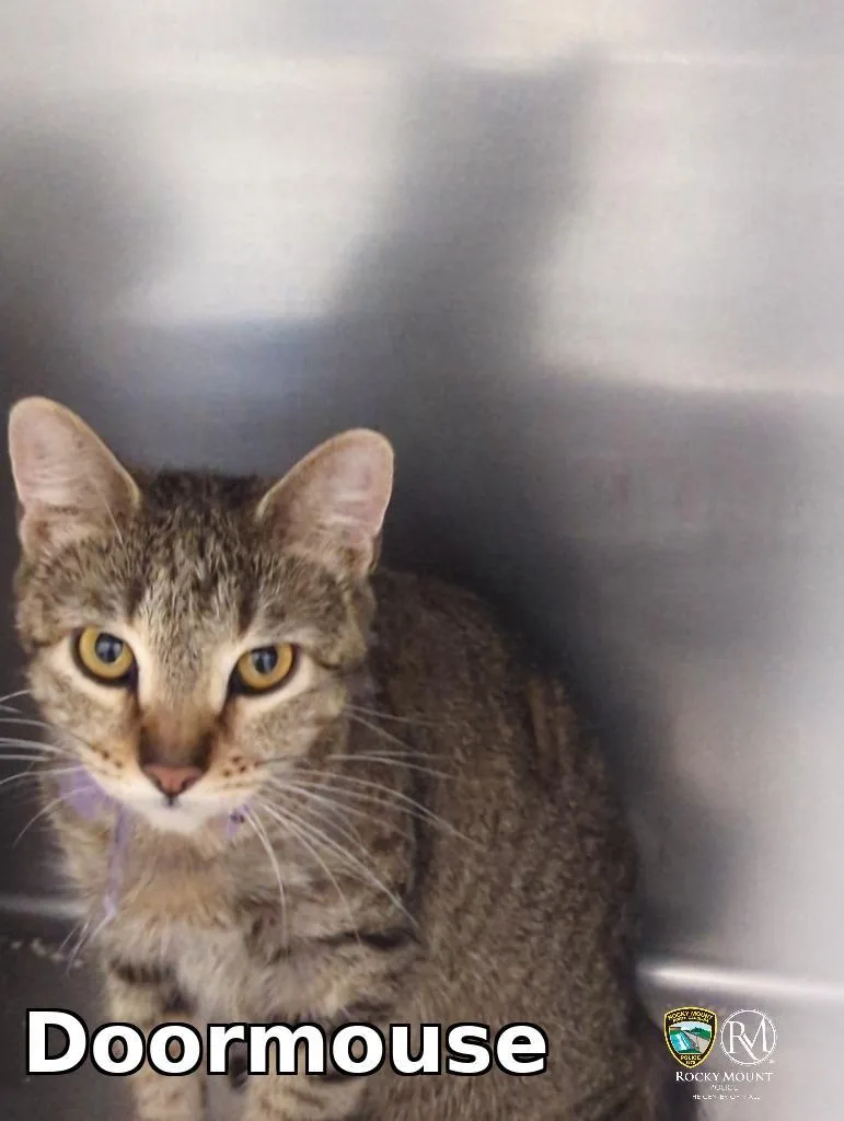 A baby small-sized female Domestic Short Hair cat named Doormouse for adoption in Rocky Mount, NC