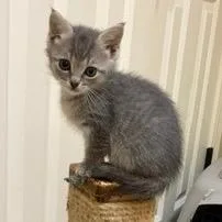 A baby small-sized female Gray / Blue / Silver American Shorthair cat named Skye for adoption in Franklin, TN