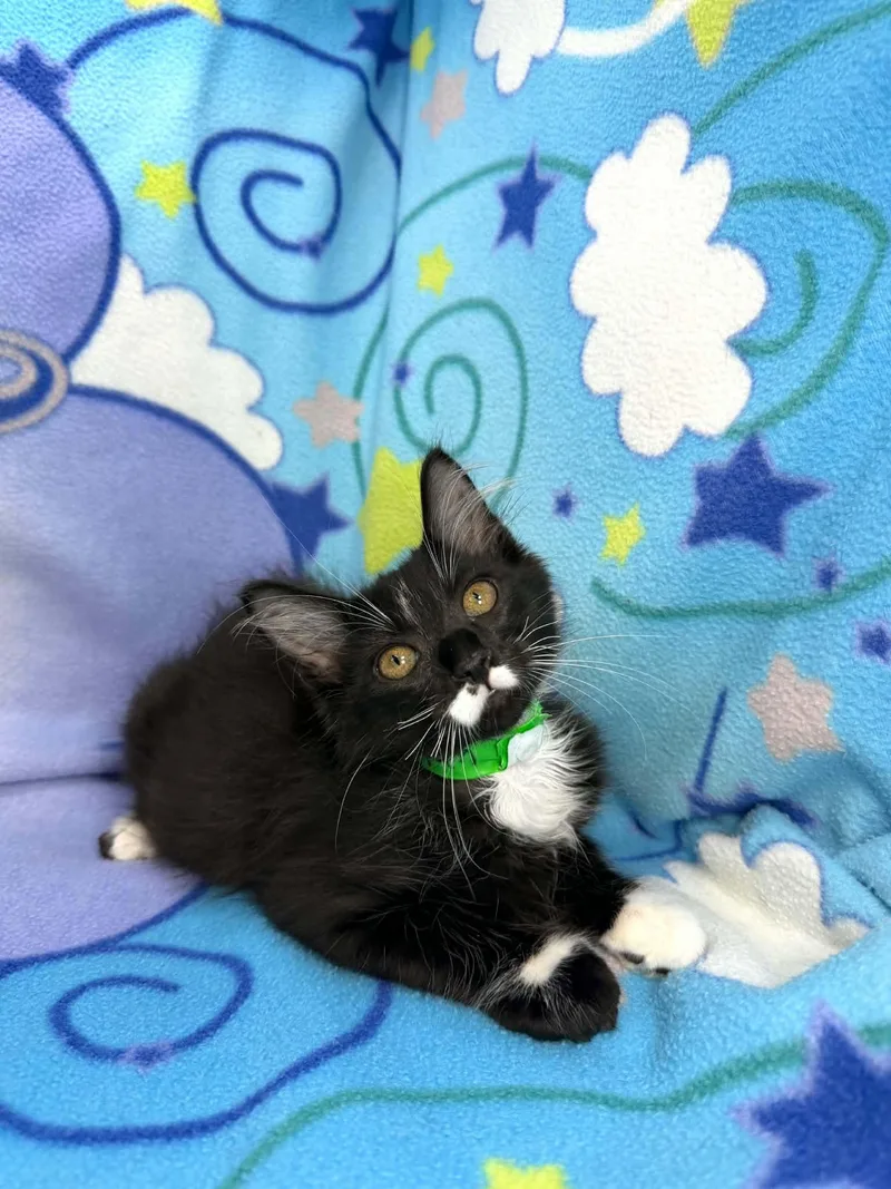 Watson