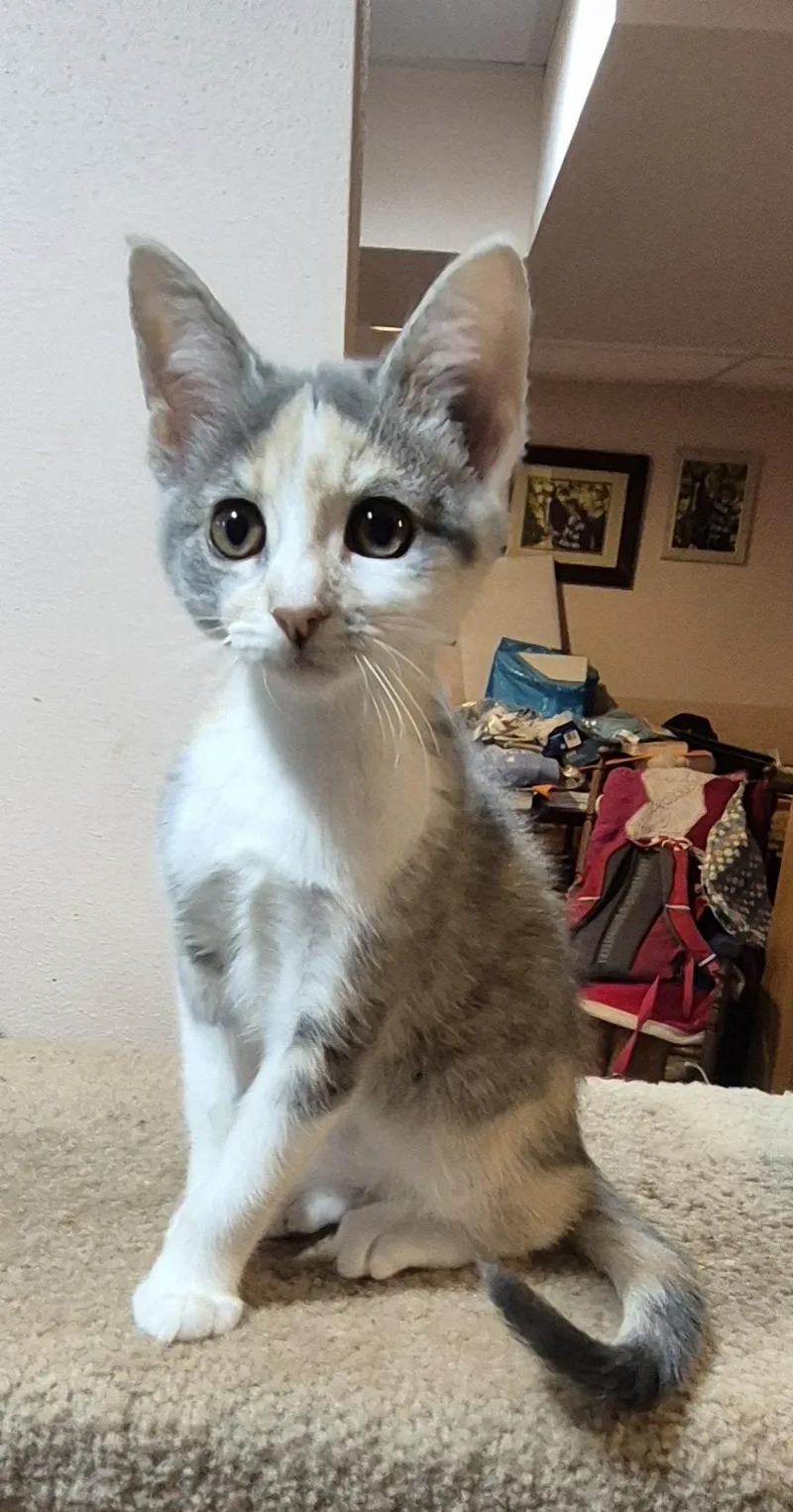 A baby medium-sized female Dilute Calico Domestic Short Hair cat named Nova for adoption in Milwaukee, WI