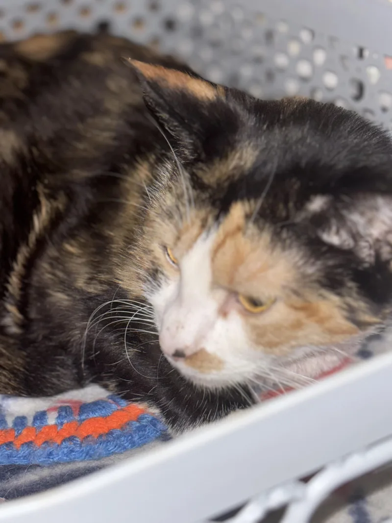 An adult medium-sized female Calico Domestic Short Hair cat named Seance for adoption in Pittsburgh, PA