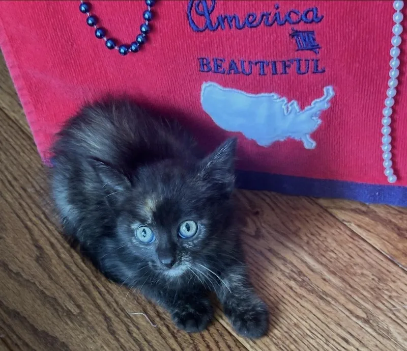 A baby small-sized female Domestic Medium Hair cat named Betzy for adoption in Poplar Grove, IL