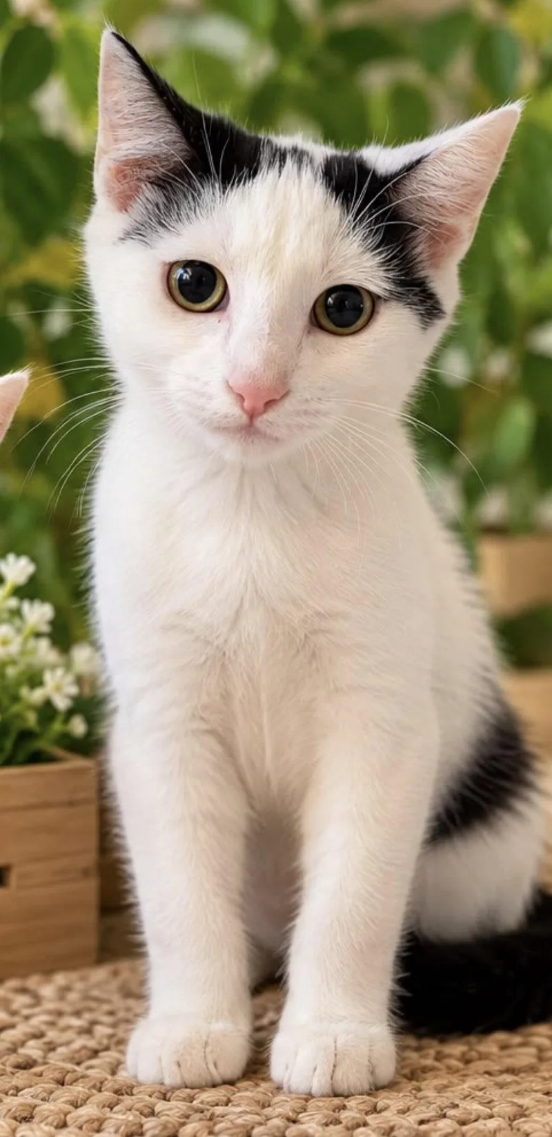 A young medium-sized male Domestic Short Hair cat named Ak for adoption in Margate, FL