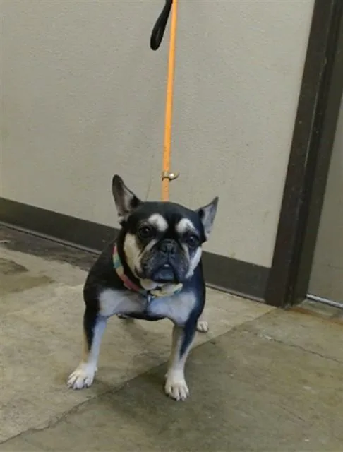 A young small-sized female French Bulldog dog named Amber for adoption in Ontario, CA