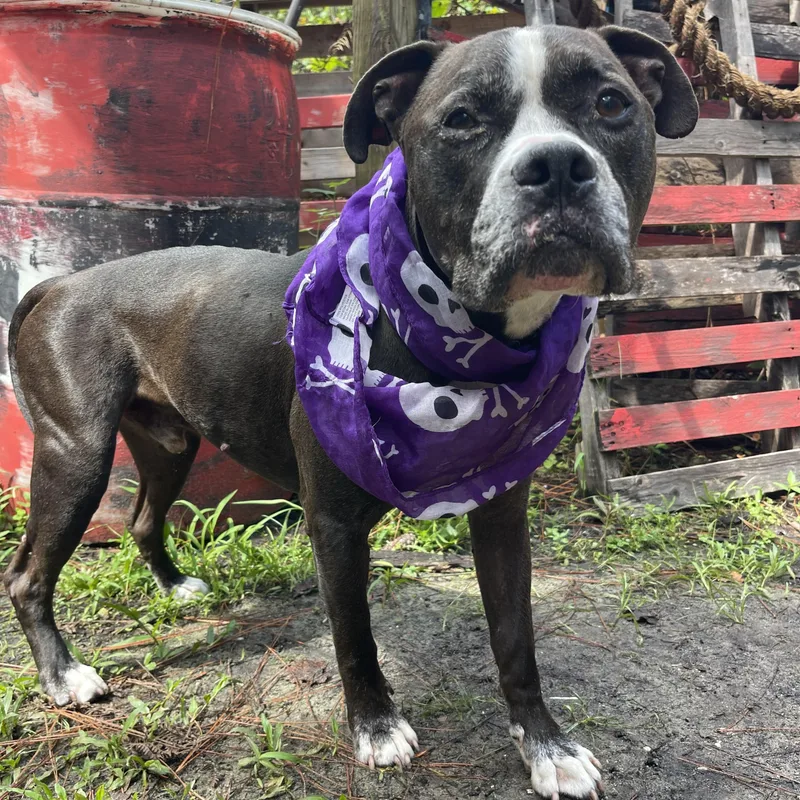 An adult large-sized male American Staffordshire Terrier dog named Diesel for adoption in Sebring, FL