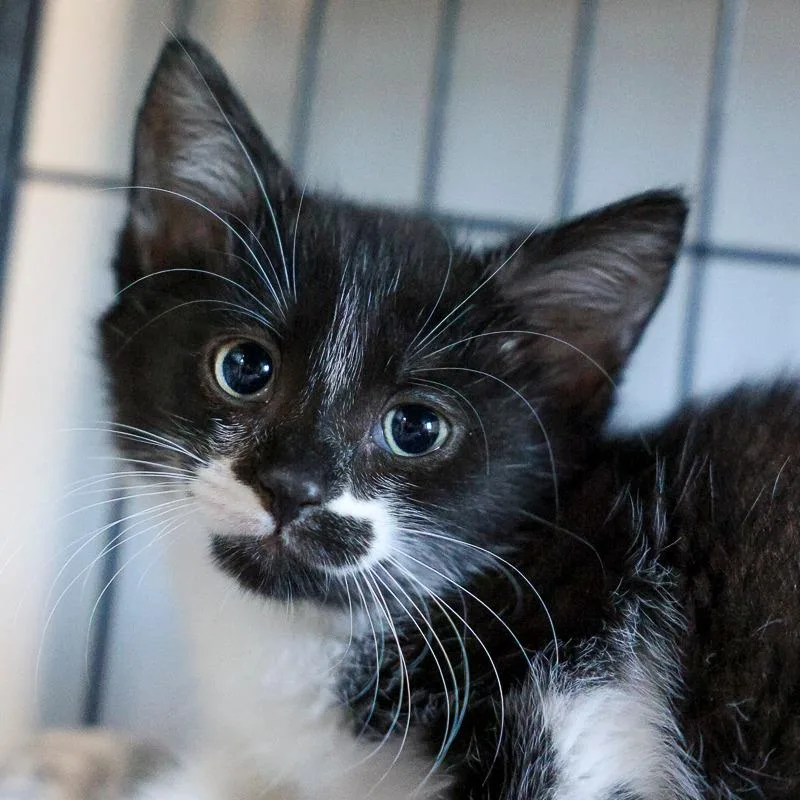 A baby small-sized female Black Domestic Medium Hair cat named Graducat for adoption in Bradenton, FL