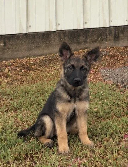A baby medium-sized female German Shepherd Dog dog named Heidi for adoption in Dallas, TX