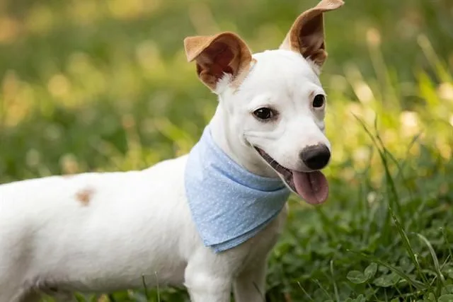 A baby small-sized male Parson Russell Terrier dog named Flapjack for adoption in Belleville, IL