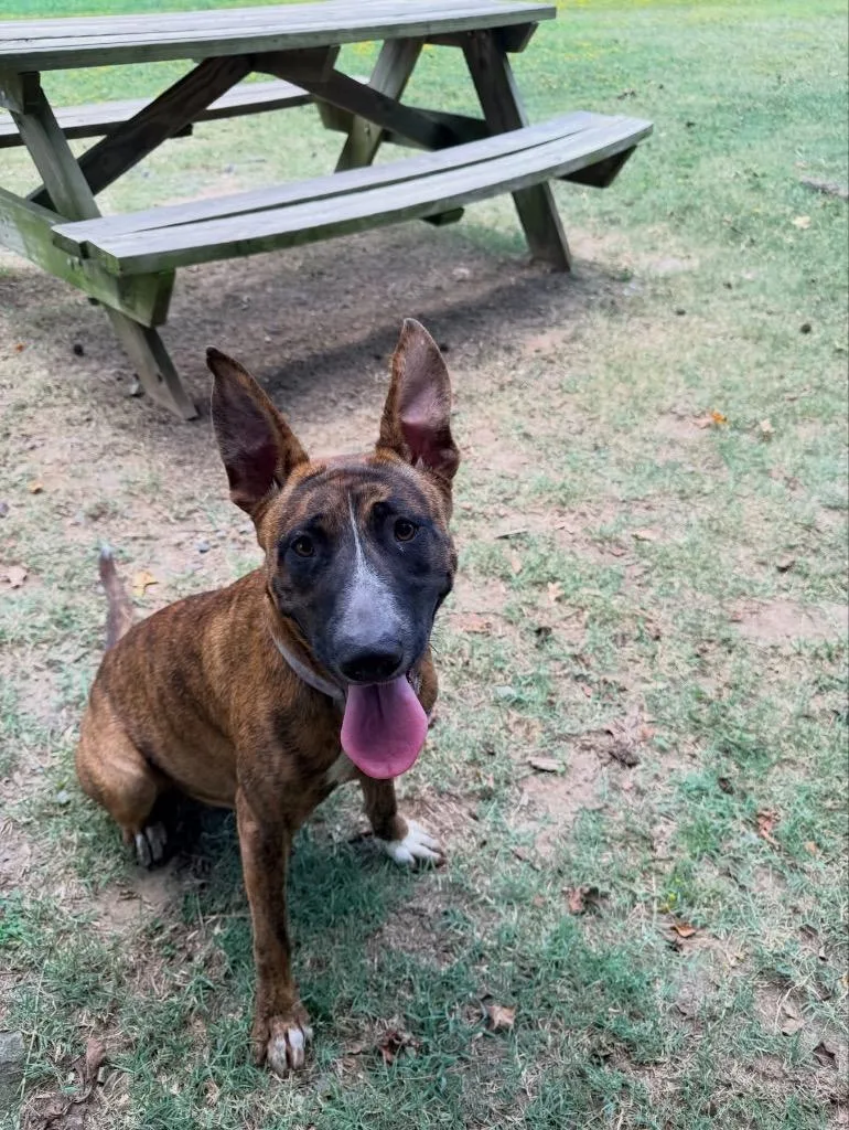 An adult large-sized female Dutch Shepherd dog named Aquamarine for adoption in Little Rock, AR