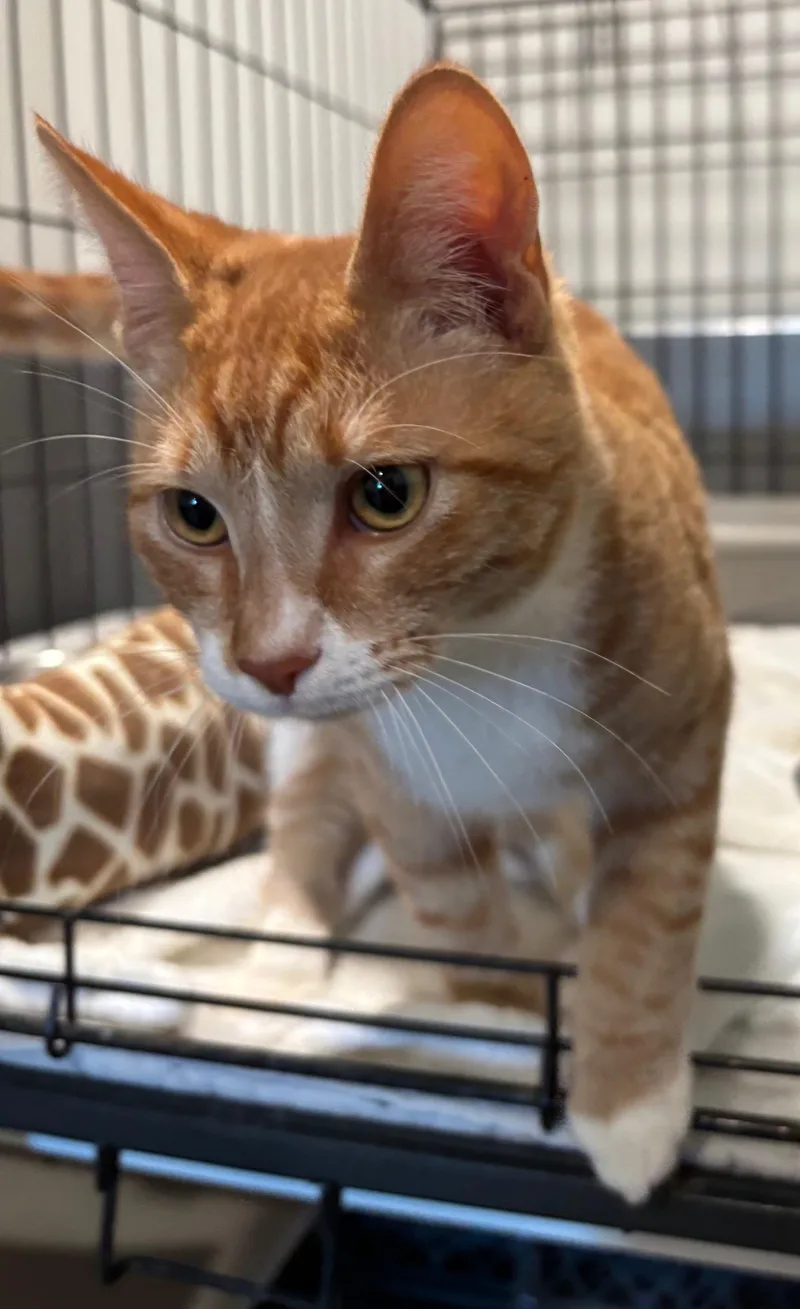 A young medium-sized male Tabby cat named Elvis Purrsley for adoption in Raymond, WA