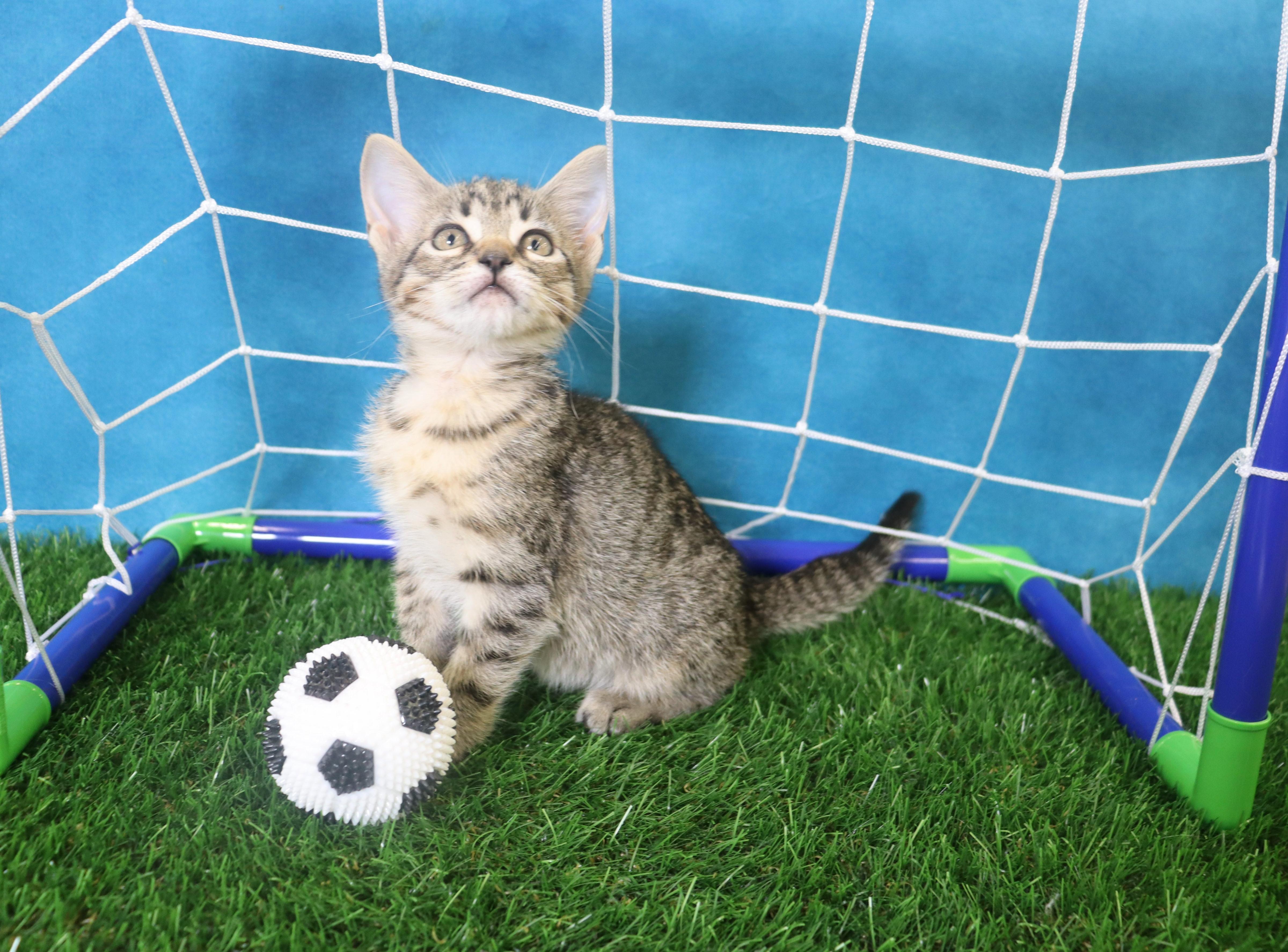 A baby medium-sized female Domestic Short Hair cat named Migas Coming Soon for adoption in League City, TX